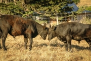 cattle3