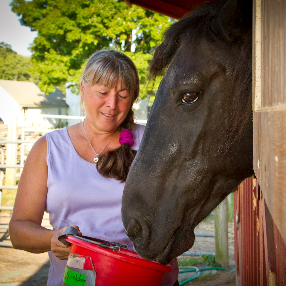 old horses at home old horses at home
